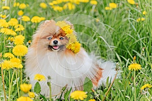 A beautiful fluffy dog Ã¢â¬â¹Ã¢â¬â¹sits among flowers with a wreath on his head and smiles.